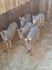 5X Sebra/Zebra T: 5(per stuk om lot te neem) - 3