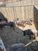 8X Blouwildebees/Blue Wildebeest T: 8(per stuk om lot te neem) - 2