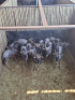 12X Blouwildebees/Blue Wildebeest (Bulkallers) T: 12(per stuk om lot te neem) - 2