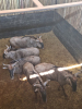 5X Blouwildebees/Blue Wildebeest T: 5(per stuk om lot te neem) - 2