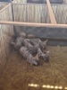 5X Blouwildebees/Blue Wildebeest T: 5(per stuk om lot te neem) - 2