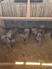 5X Blouwildebees/Blue Wildebeest T: 5(per stuk om lot te neem) - 2