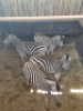 4X Sebra/Zebra T: 4(per stuk om lot te neem) - 2