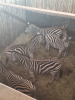 4X Sebra/Zebra T: 4(per stuk om lot te neem) - 3