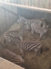 4X Sebra/Zebra T: 4(per stuk om lot te neem) - 3