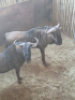2X Blouwildebees/Blue Wildebeest M:2 T: 2(per stuk om lot te neem) - 2