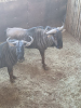 2X Blouwildebees/Blue Wildebeest M:2 T: 2(per stuk om lot te neem) - 3