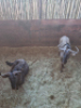 2X Blouwildebees/Blue Wildebeest T: 2(per stuk om lot te neem) - 2