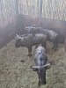 3X Blouwildebees/Blue Wildebeest M:3 T: 3(per stuk om lot te neem) - 2