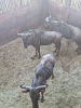 3X Blouwildebees/Blue Wildebeest M:3 T: 3(per stuk om lot te neem) - 3