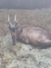 1X Rooihartebees/Red Heartbeest M:1 T: 1 - 2