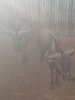 2X Blouwildebees/Blue Wildebeest M:2 T: 2(per stuk om lot te neem) - 2