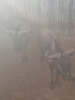 2X Blouwildebees/Blue Wildebeest M:2 T: 2(per stuk om lot te neem) - 2