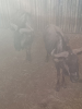 2X Blouwildebees/Blue Wildebeest M:2 T: 2(per stuk om lot te neem) - 3