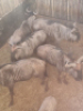 6X Blouwildebees/Blue Wildebeest T: 6 (per stuk om lot te neem) - 2