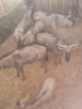 6X Blouwildebees/Blue Wildebeest T: 6 (per stuk om lot te neem) - 3