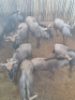 8X Blouwildebees/Blue Wildebeest T: 8(per stuk om lot te neem) - 2