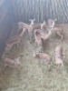 10X Rooibok/Impala M:2 V/F:8 T: 10(per stuk om lot te neem) - 2