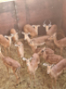 12X Rooibok/Impala M:3 V/F:9 T: 12(per stuk om lot te neem) - 2