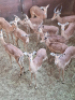 12X Rooibok/Impala M:3 V/F:9 T: 12(per stuk om lot te neem) - 3