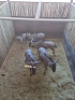 5X Blouwildebees/Blue Wildebeest T: 5(per stuk om lot te neem) - 2