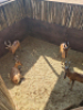 4X Rooihartebees/Red Heartbeest M:2 V/F:2 T: 4(per stuk om lot te neem) - 2