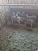5X Sebra/Zebra T: 5(per stuk om lot te neem) - 2