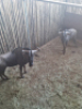 2X Blouwildebees/Blue Wildebeest M:2 T: 2(per stuk om lot te neem) - 2