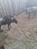 2X Blouwildebees/Blue Wildebeest M:2 T: 2(per stuk om lot te neem) - 3