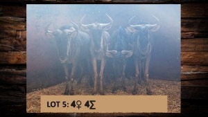 4X Blouwildebees/Blue Wildebeest V/F:4 T:4(per stuk om lot te neem)