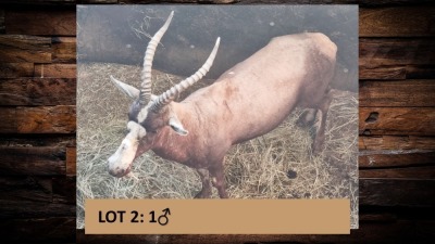 1X Blesbok/Blesbuck M:1 T:1