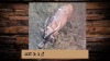 1X Blesbok/Blesbuck M:1 T:1