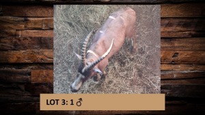 1X Blesbok/Blesbuck M:1 T:1