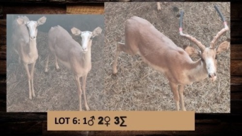 1X White Flank Rooibok/Impala/Impala M:1 T:1