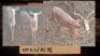 1X White Flank Rooibok/Impala/Impala M:1 T:1