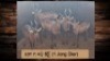 5X Rooihartebees/Red Heartbeest V/F:5 T:5(per stuk om lot te neem)