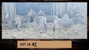 7X Sebra/Zebra T: 7 (per stuk om lot te neem)