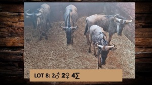 4X Blouwildebees/Blue Wildebeest M:2 V/F:2 T:4(per stuk om lot te neem)