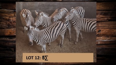 5X Sebra/Zebra T: 5(per stuk om lot te neem)