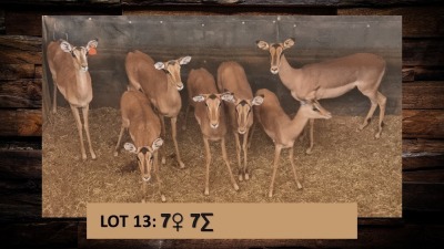 7X Rooibok/Impala V/F:7 T: 7(per stuk om lot te neem)