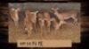 7X Rooibok/Impala V/F:7 T: 7(per stuk om lot te neem)