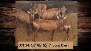 5X Rooihartebees/Red Heartbeest M:1 V/F:4 T: 5(per stuk om lot te neem)