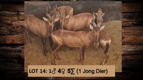 5X Rooihartebees/Red Heartbeest M:1 V/F:4 T: 5(per stuk om lot te neem)