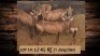 5X Rooihartebees/Red Heartbeest M:1 V/F:4 T: 5(per stuk om lot te neem)