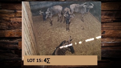 4X Blouwildebees/Blue Wildebeest T: 4(per stuk om lot te neem)