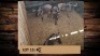4X Blouwildebees/Blue Wildebeest T: 4(per stuk om lot te neem)