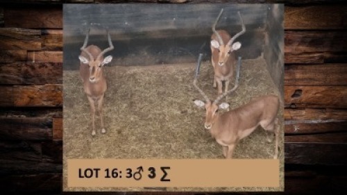 3X Rooibok/Impala M:3 T: 3(per stuk om lot te neem)