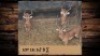 3X Rooibok/Impala M:3 T: 3(per stuk om lot te neem)