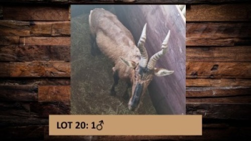 1X Rooihartebees/Red Heartbeest M:1 T: 1