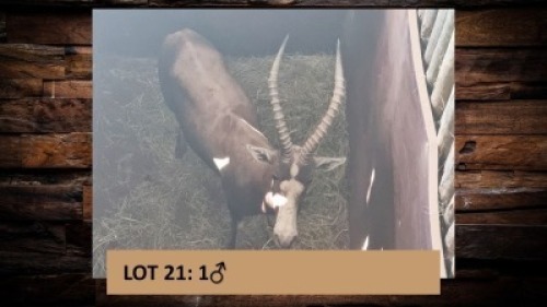 1X Blesbok/Blesbuck M:1 T: 1